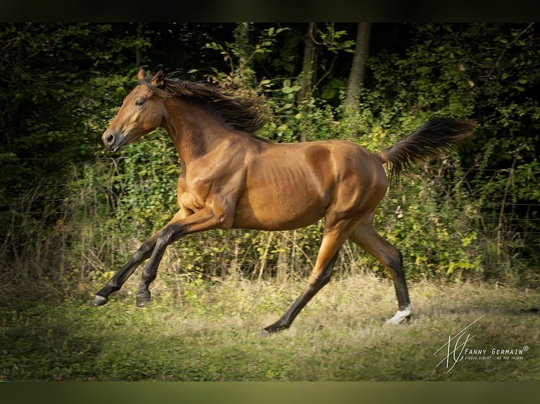 Oldenburger Merrie 1 Jaar 170 cm Bruin in Thiers