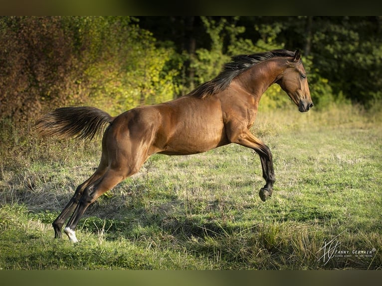 Oldenburger Merrie 1 Jaar 170 cm Bruin in Thiers