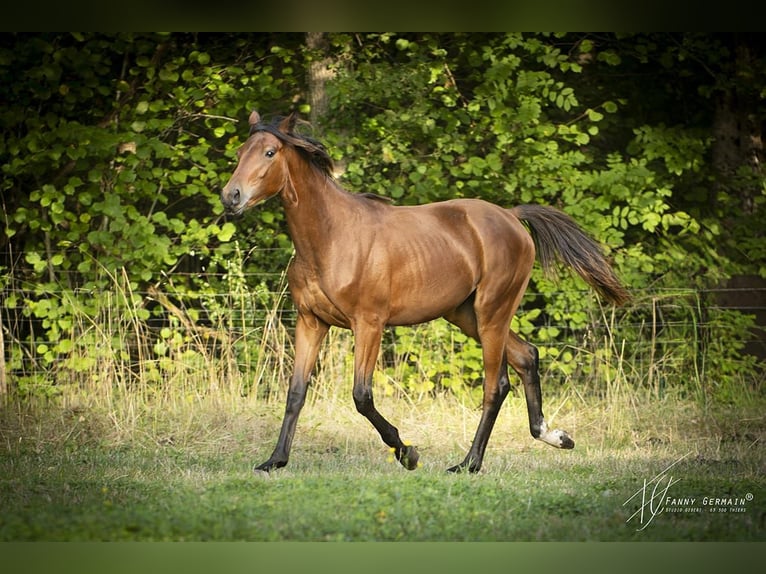 Oldenburger Merrie 1 Jaar 170 cm Bruin in Thiers