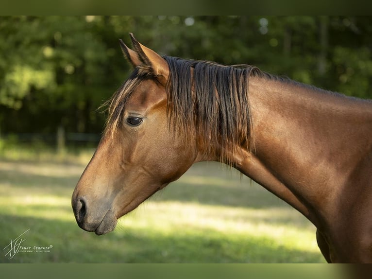 Oldenburger Merrie 1 Jaar 170 cm Bruin in Thiers