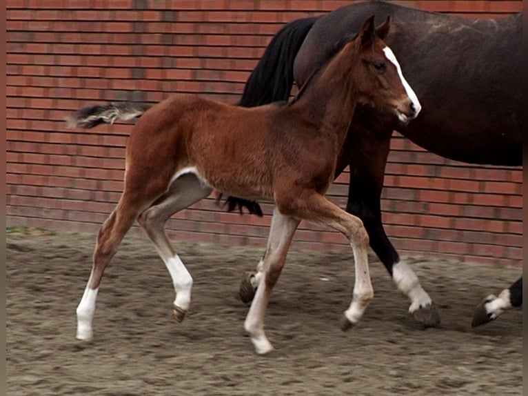 Oldenburger Merrie 1 Jaar 170 cm Donkerbruin in Bramsche