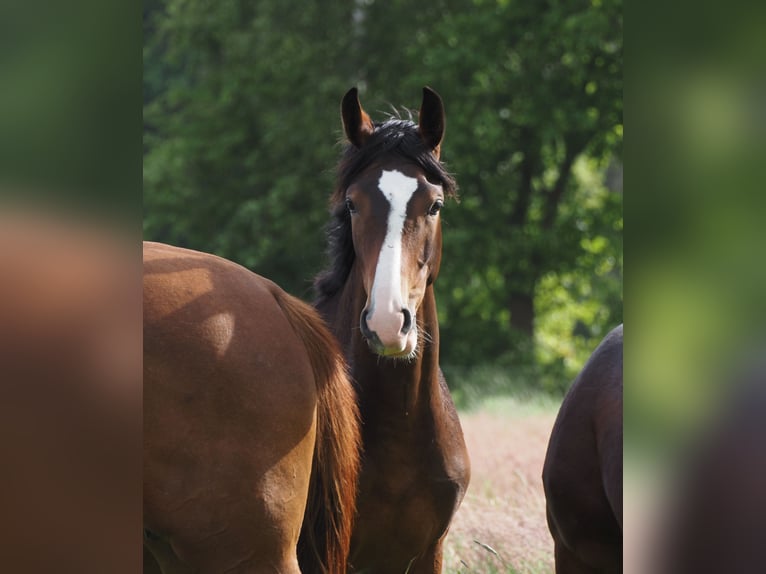 Oldenburger Merrie 1 Jaar 170 cm Donkerbruin in Bramsche