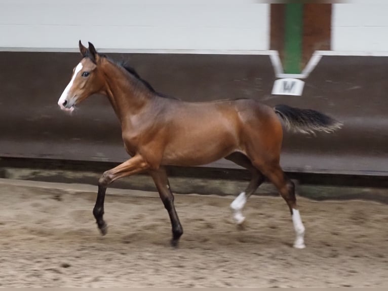 Oldenburger Merrie 1 Jaar 170 cm Donkerbruin in Bramsche