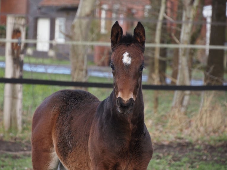 Oldenburger Merrie 1 Jaar 170 cm Donkerbruin in Bramsche