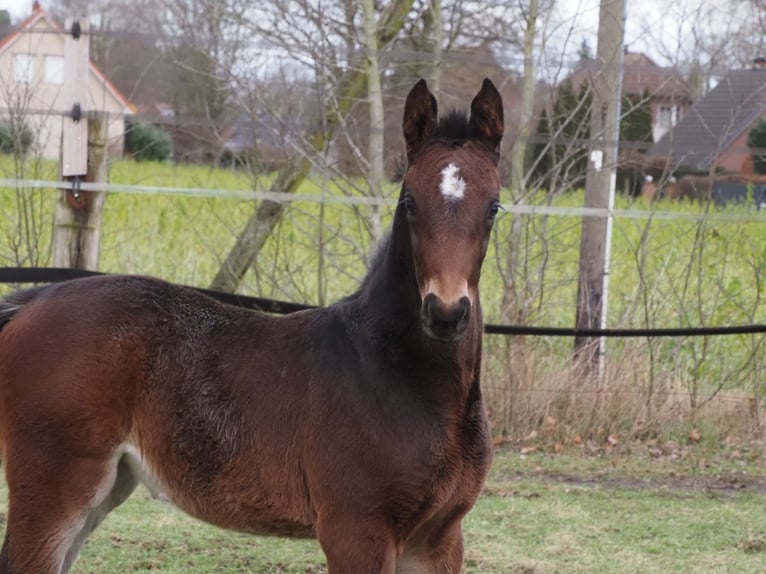 Oldenburger Merrie 1 Jaar 170 cm Donkerbruin in Bramsche