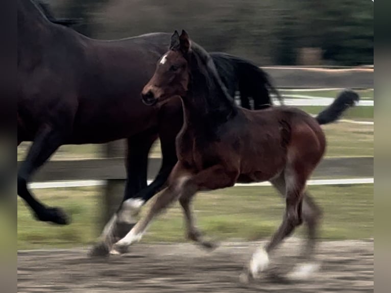 Oldenburger Merrie 1 Jaar 170 cm Donkerbruin in Bramsche