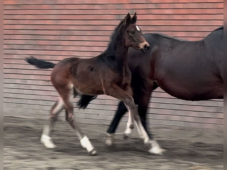 Oldenburger Merrie 1 Jaar 170 cm Donkerbruin in Bramsche