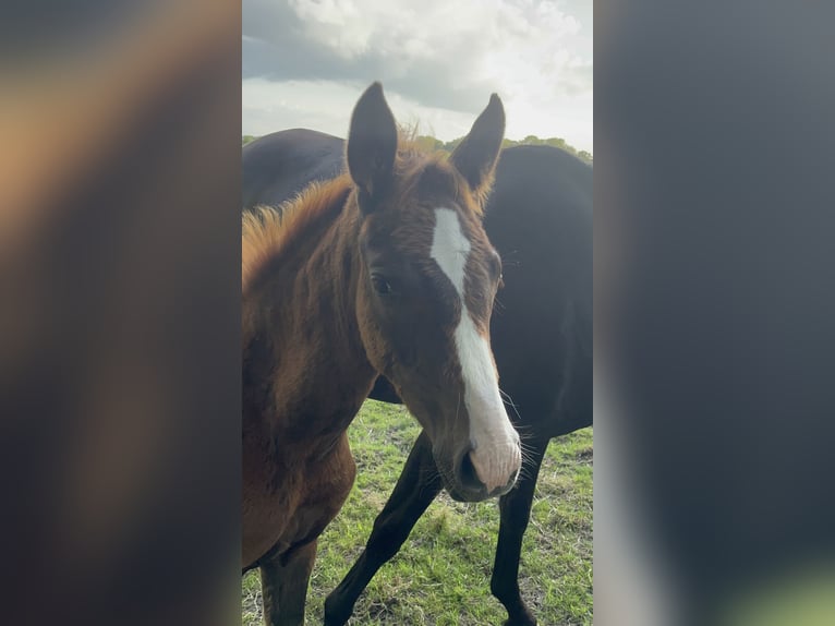 Oldenburger Merrie 1 Jaar 170 cm in Stadland
