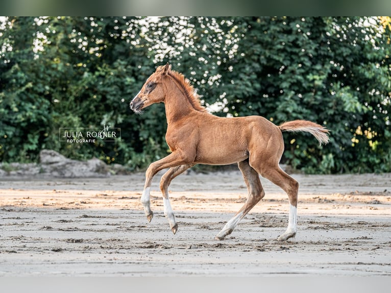 Oldenburger Merrie 1 Jaar 170 cm in Stadland