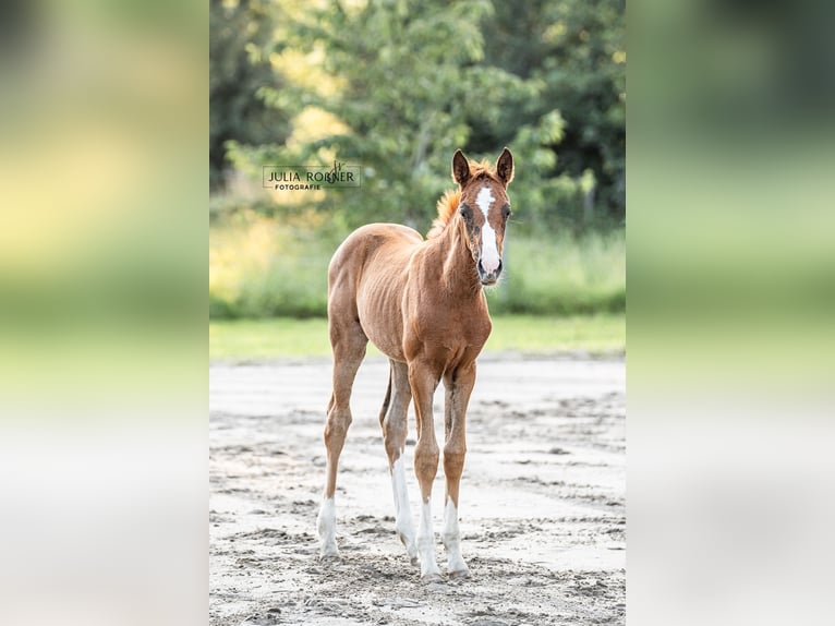 Oldenburger Merrie 1 Jaar 170 cm in Stadland