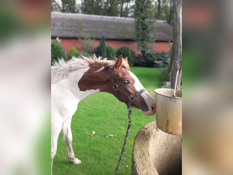 Oldenburger Mix Merrie 1 Jaar 170 cm Gevlekt-paard in Emlichheim
