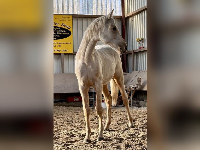 Oldenburger Merrie 1 Jaar 170 cm Palomino in Stuhr