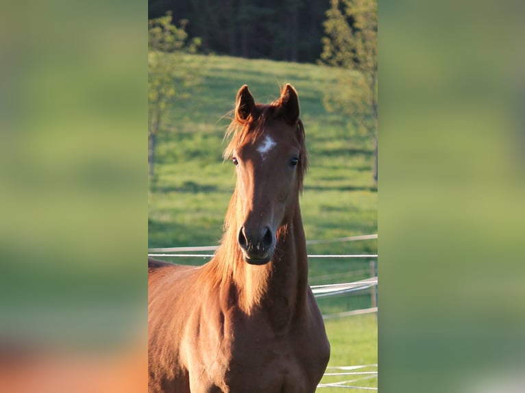 Oldenburger Merrie 1 Jaar 170 cm Vos in Trockenborn