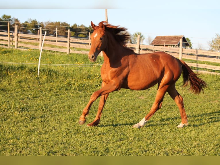 Oldenburger Merrie 1 Jaar 170 cm Vos in Trockenborn