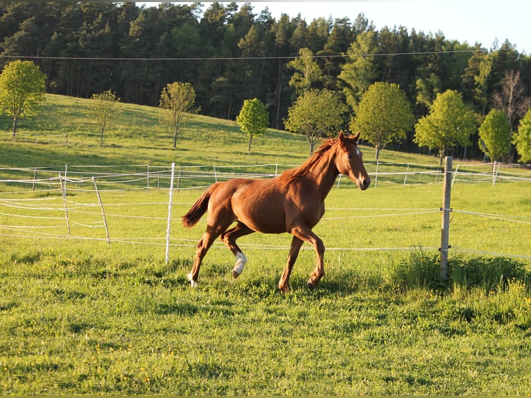 Oldenburger Merrie 1 Jaar 170 cm Vos in Trockenborn