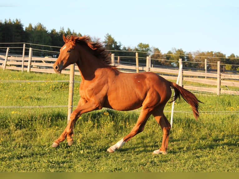 Oldenburger Merrie 1 Jaar 170 cm Vos in Trockenborn
