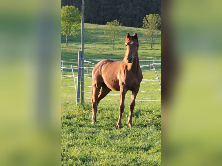 Oldenburger Merrie 1 Jaar 170 cm Vos in Trockenborn