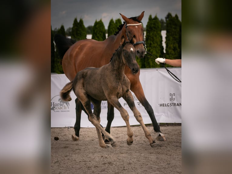 Oldenburger Merrie 1 Jaar 170 cm Zwart in Miastków Kościelny
