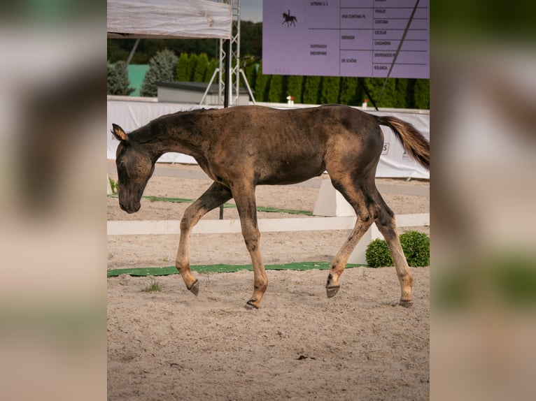 Oldenburger Merrie 1 Jaar 170 cm Zwart in Miastków Kościelny