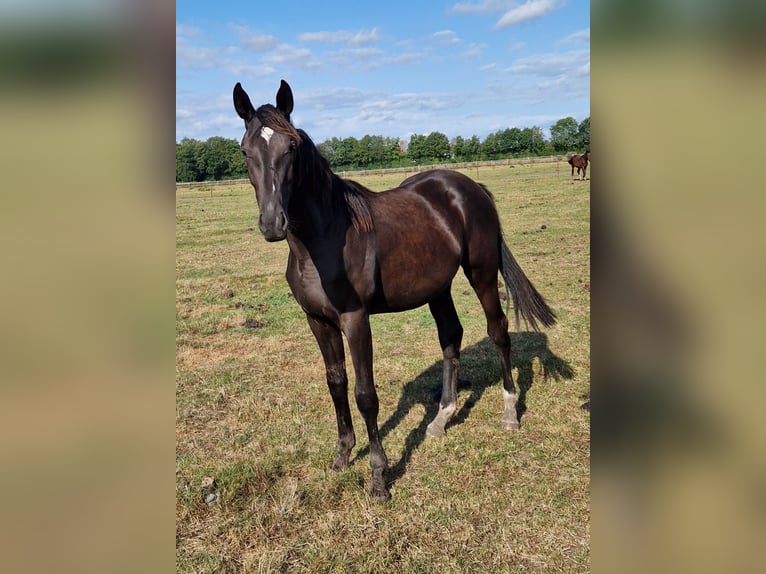 Oldenburger Merrie 1 Jaar 170 cm Zwart in Nienhagen