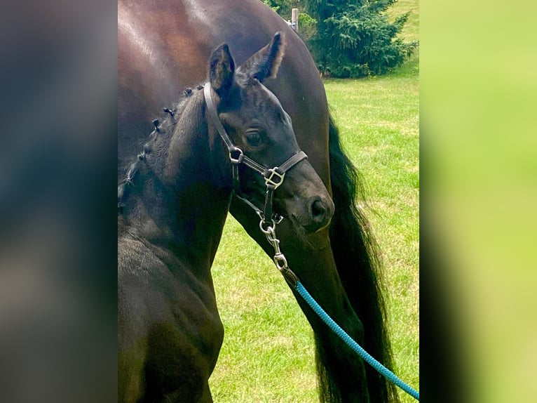 Oldenburger Merrie 1 Jaar 170 cm Zwartbruin in Bad Freienwalde