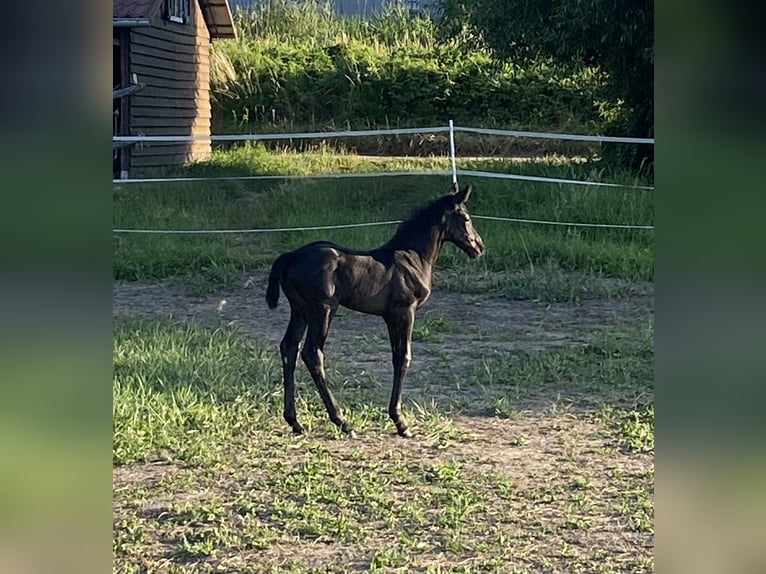 Oldenburger Merrie 1 Jaar 170 cm Zwartbruin in Bad Freienwalde