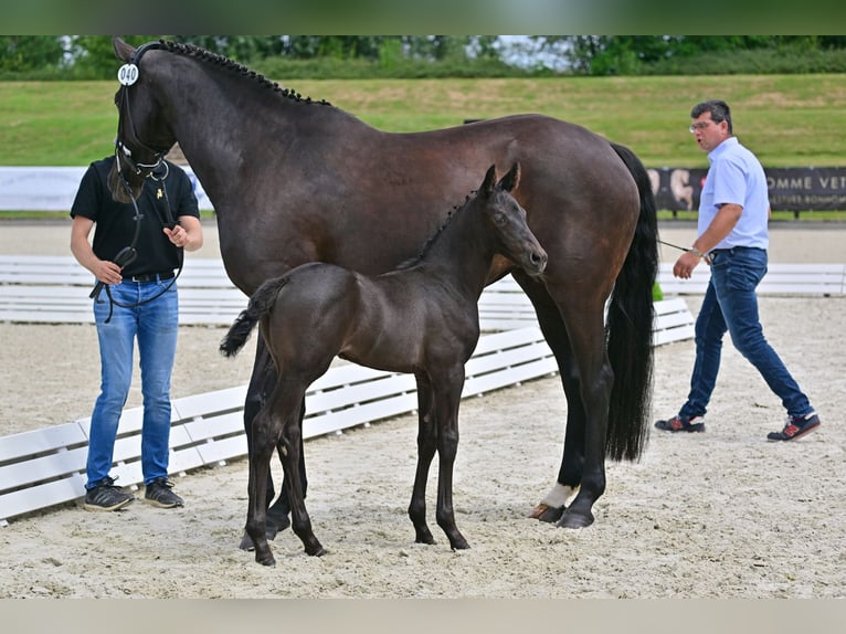 Oldenburger Merrie 1 Jaar 170 cm Zwartbruin in Bad Freienwalde