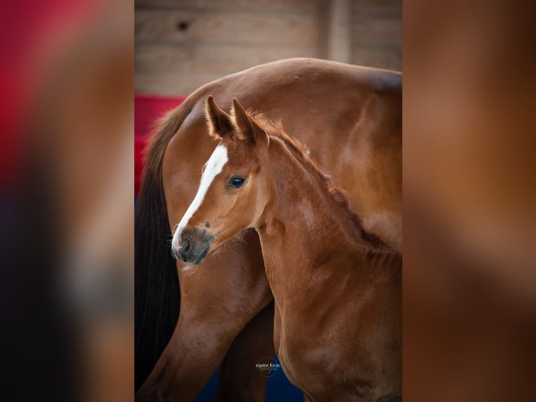 Oldenburger Merrie 1 Jaar 172 cm Bruin in Berlin