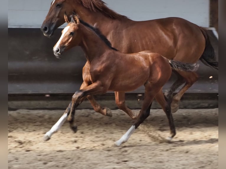 Oldenburger Merrie 1 Jaar 172 cm Bruin in Bramsche