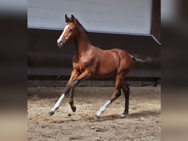 Oldenburger Merrie 1 Jaar 172 cm Bruin in Bramsche