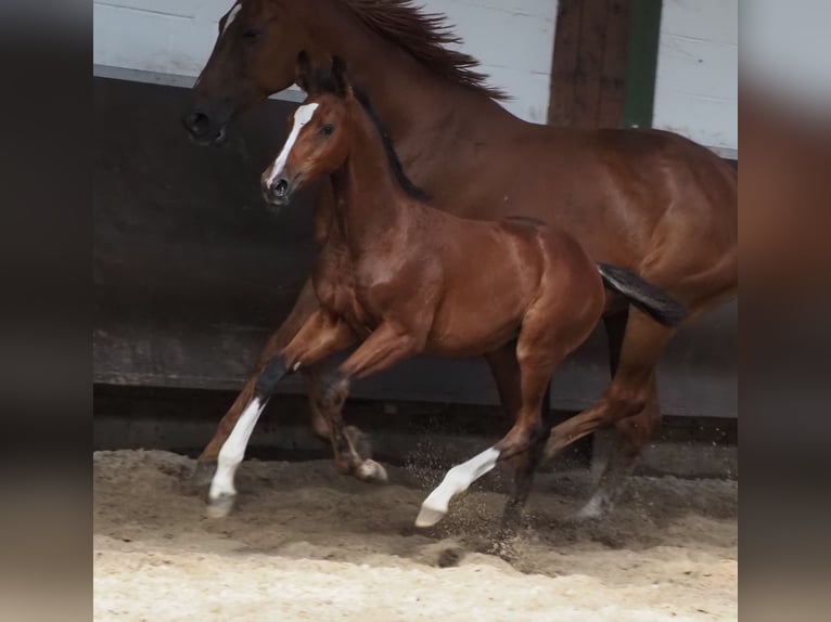 Oldenburger Merrie 1 Jaar 172 cm Bruin in Bramsche