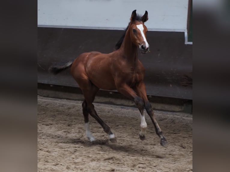 Oldenburger Merrie 1 Jaar 172 cm Bruin in Bramsche