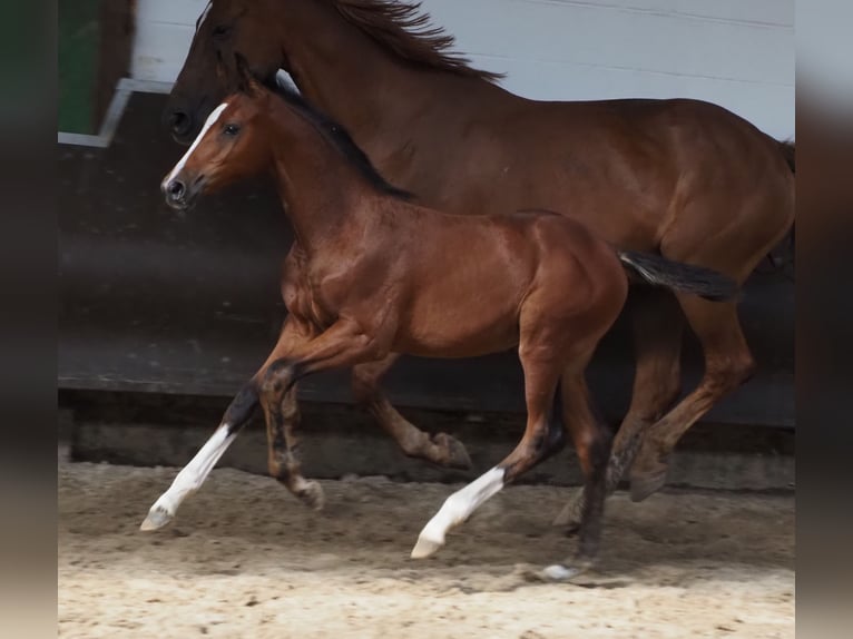 Oldenburger Merrie 1 Jaar 172 cm Bruin in Bramsche