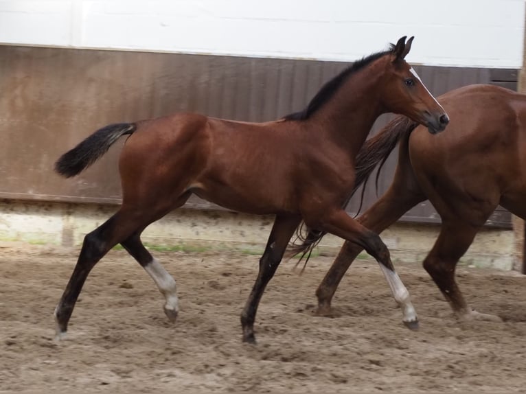 Oldenburger Merrie 1 Jaar 172 cm Bruin in Bramsche