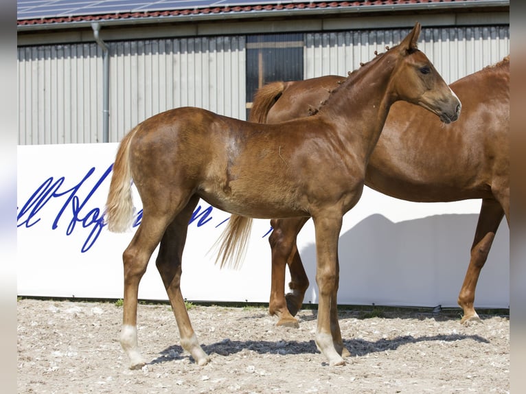 Oldenburger Merrie 1 Jaar 172 cm Donkere-vos in Belgern