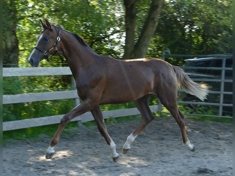 Oldenburger Merrie 1 Jaar 172 cm Donkere-vos in Greifenstein