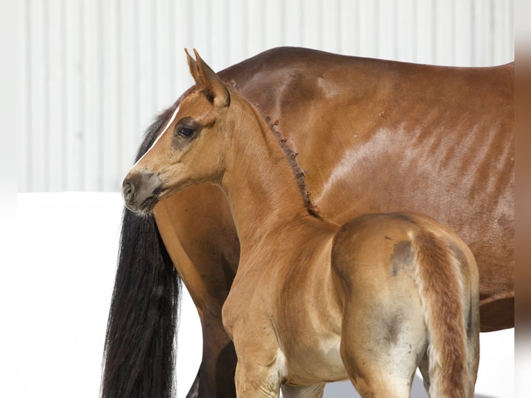 Oldenburger Merrie 1 Jaar 174 cm Donkere-vos in Belgern