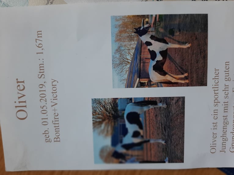 Oldenburger Mix Merrie 1 Jaar 175 cm Donkerbruin in Laar