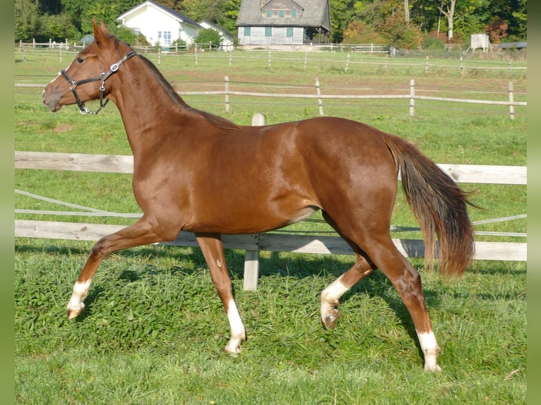 Oldenburger Merrie 1 Jaar 175 cm Donkere-vos in Greifenstein