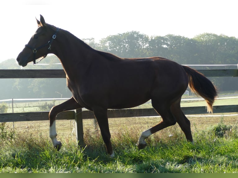 Oldenburger Merrie 1 Jaar 175 cm Donkere-vos in Greifenstein