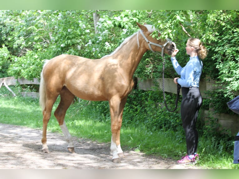 Oldenburger Merrie 1 Jaar 175 cm Palomino in gl&#xFC;cksburg