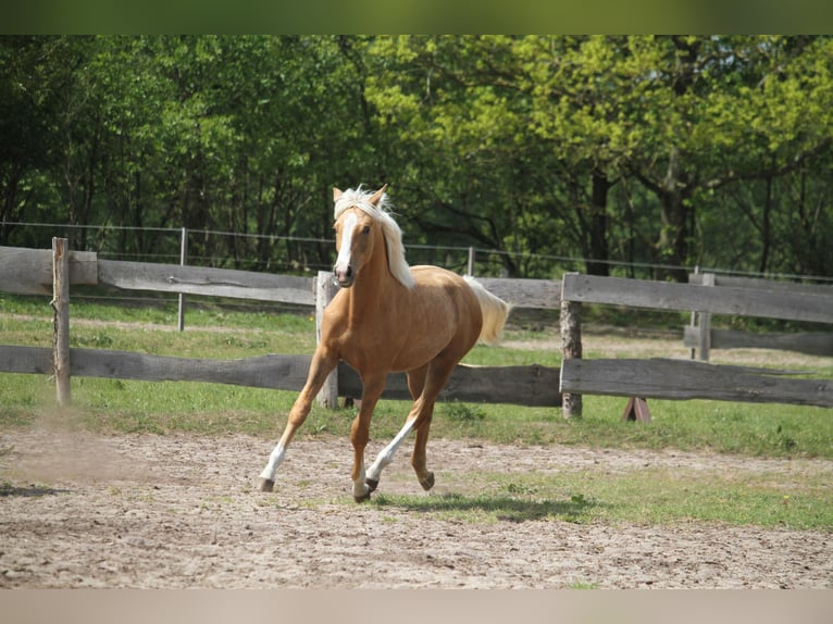 Oldenburger Merrie 1 Jaar 175 cm Palomino in gl&#xFC;cksburg