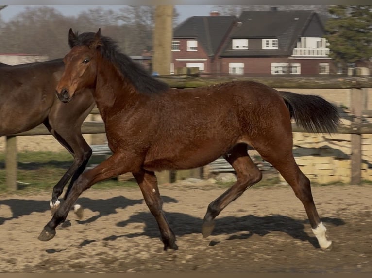 Oldenburger Merrie 1 Jaar Bruin in Bramsche