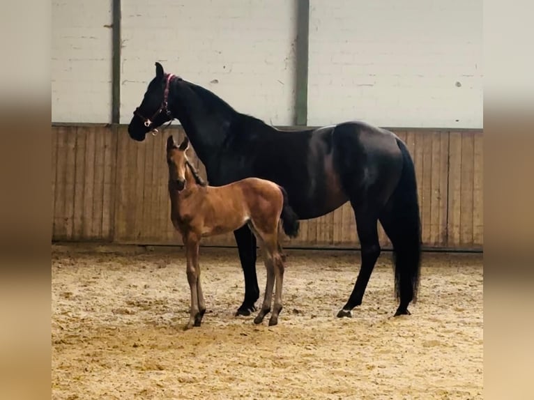 Oldenburger Merrie 1 Jaar Bruin in Winsen (Luhe)