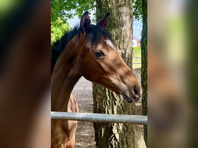 Oldenburger Merrie 1 Jaar Bruin in Meppen