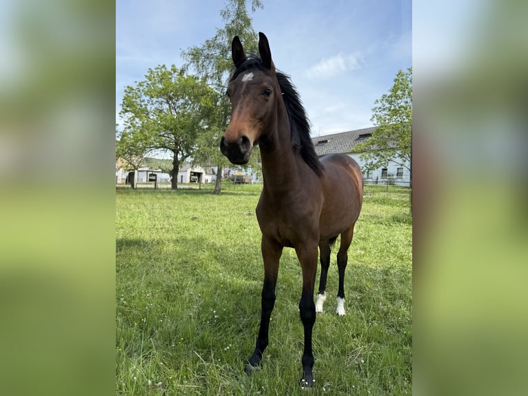 Oldenburger Merrie 1 Jaar Bruin in Bu&#x161;ovice