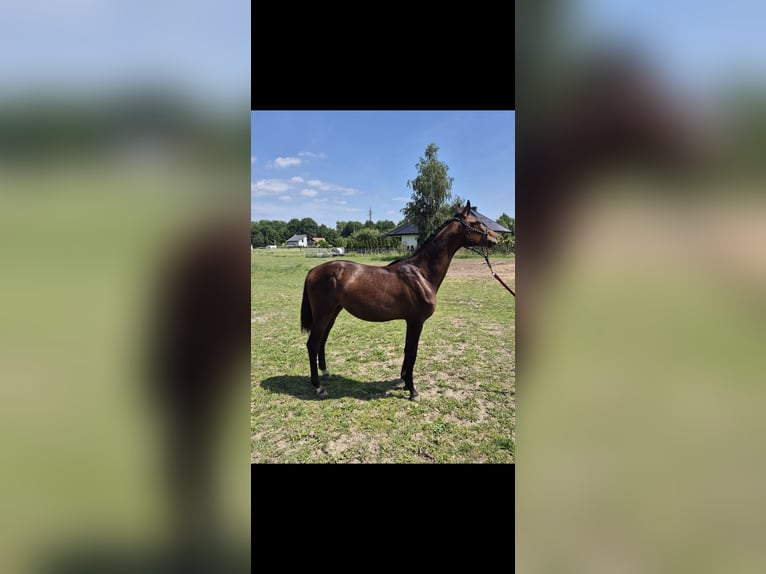 Oldenburger Merrie 1 Jaar Bruin in Ornontowice