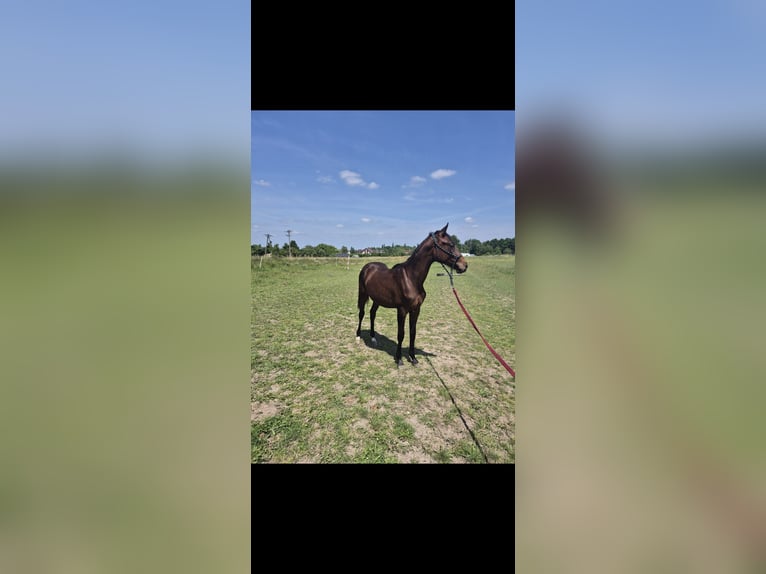 Oldenburger Merrie 1 Jaar Bruin in Ornontowice