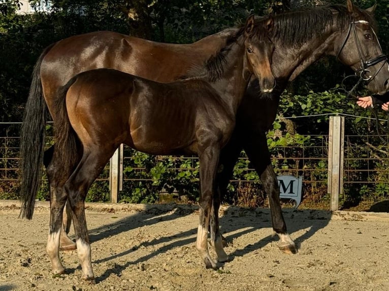 Oldenburger Merrie 1 Jaar Donkerbruin in Eschenburg