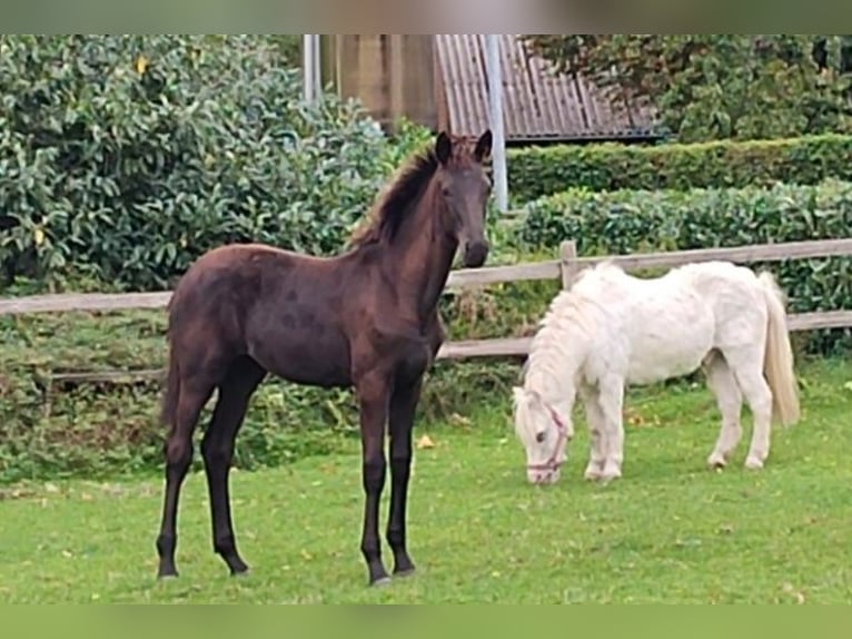Oldenburger Merrie 1 Jaar Donkerbruin in Cloppenburg